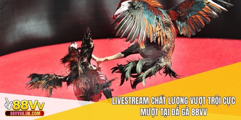Livestream chất lượng vượt trội cực mượt tại đá gà 88vv