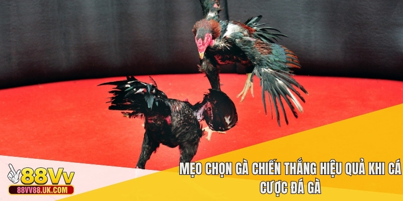 Mẹo chọn gà chiến thắng hiệu quả khi cá cược đá gà